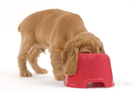 cocker-spaniel-puppy-with-head-in-feeding-bowl