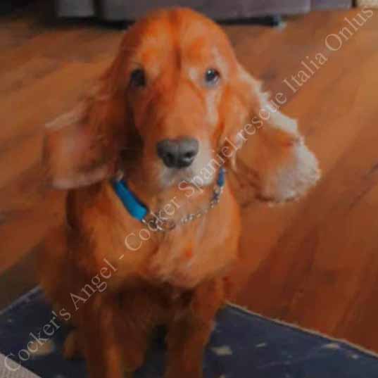 Toby_s Toby_s