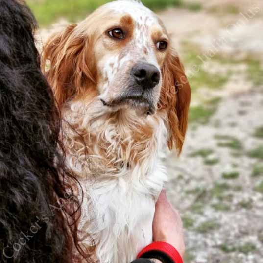 Ares_setter Ares_setter