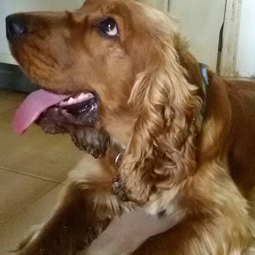 Adù Adù