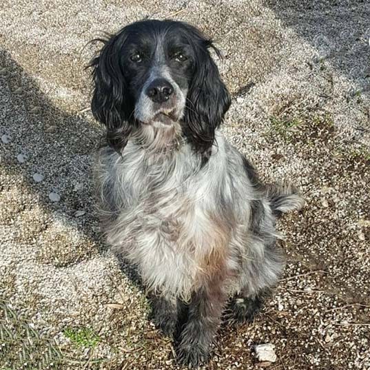 Billy_setter Billy_setter