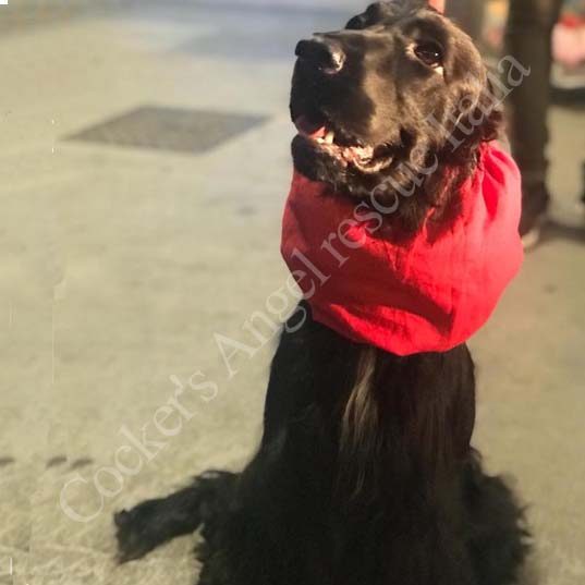 Biscotto Biscotto