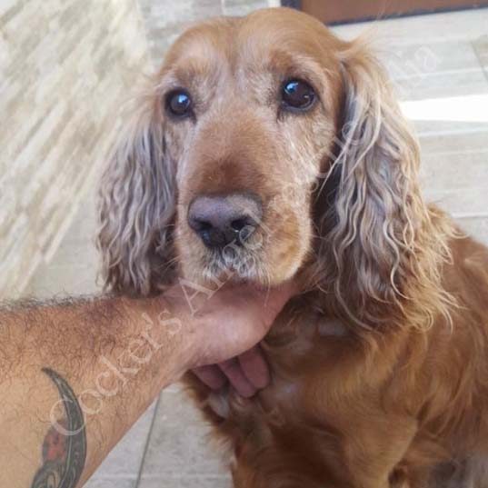 Dadù Dadù