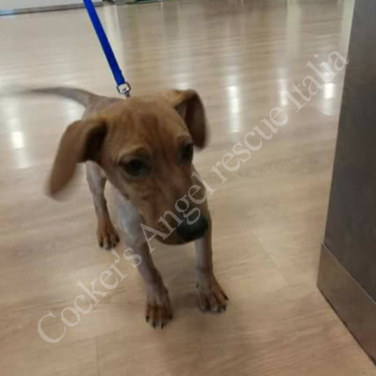 Dobby Dobby