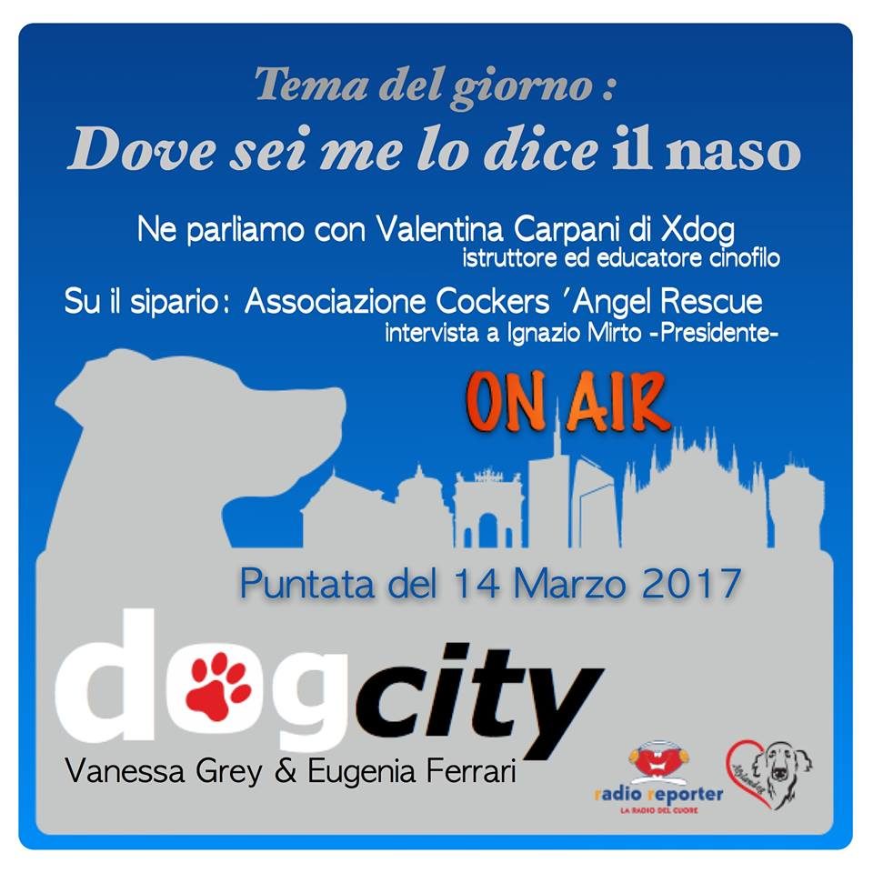 Dog sity