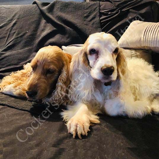Fred e Ginger Fred e Ginger