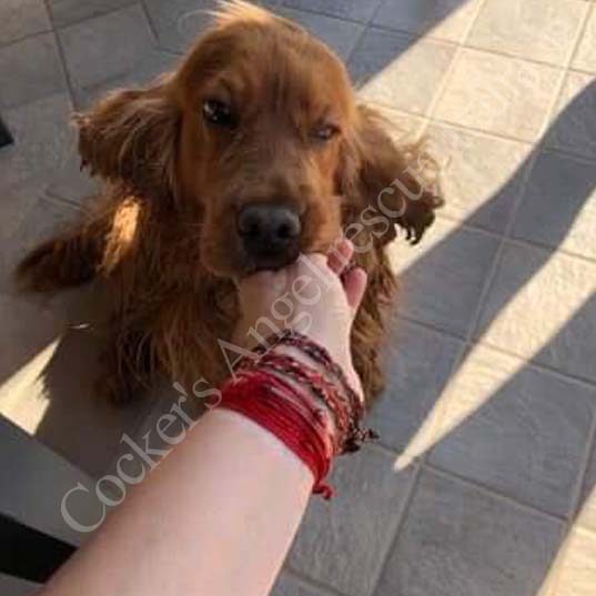 Nala Nala