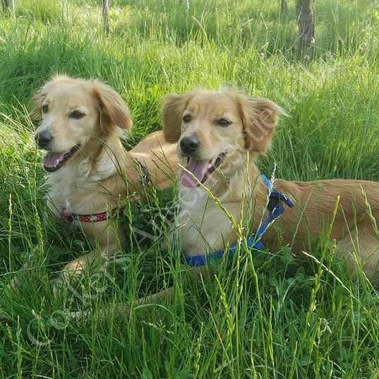 Trilly e Brilly Trilly e Brilly